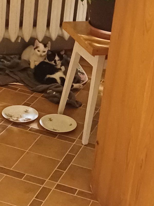 Oddam kotki w dobre ręce