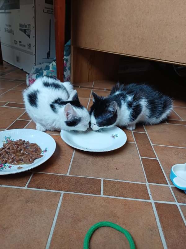 Oddam kotki w dobre ręce - 01