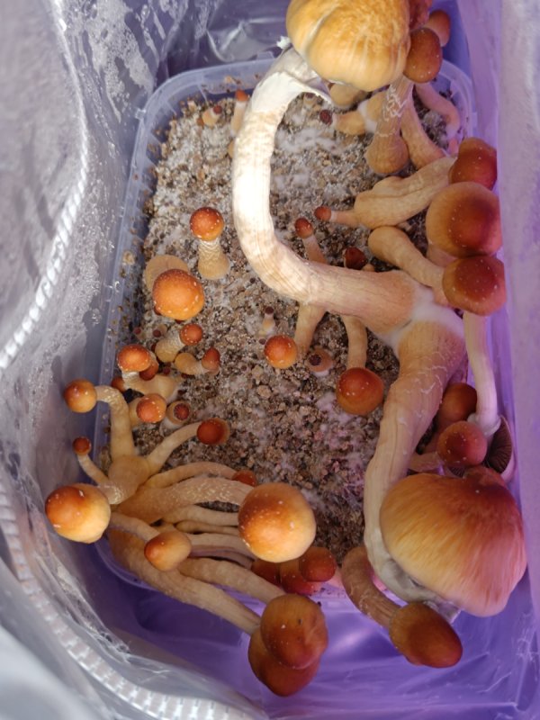 Grzybki Rybnik, Jastrzębie Zdrój, Gorzyce