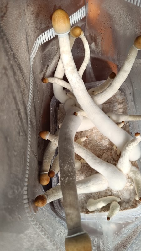 Grzybki Rybnik, Jastrzębie Zdrój, Gorzyce - 01