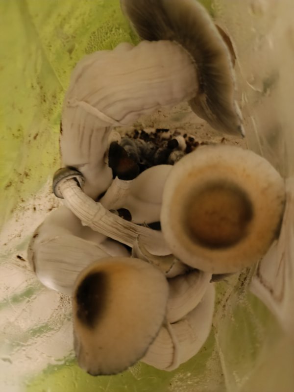 Grzybki Rybnik, Jastrzębie Zdrój, Gorzyce - 02