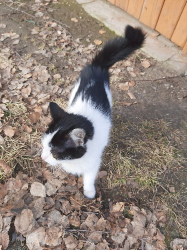 Oddam w dobre ręce kocięta