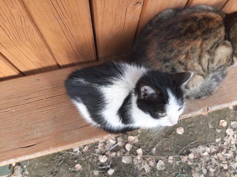 Oddam w dobre ręce kocięta - 01