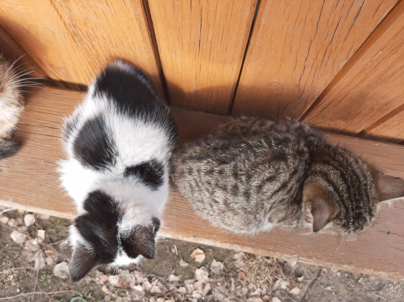 Oddam w dobre ręce kocięta - 02