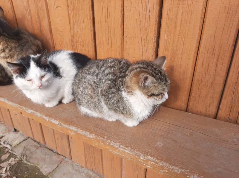 Oddam w dobre ręce kocięta - 03