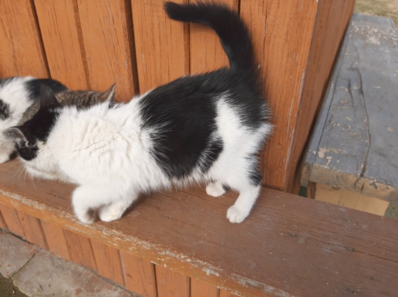 Oddam w dobre ręce kocięta - 04