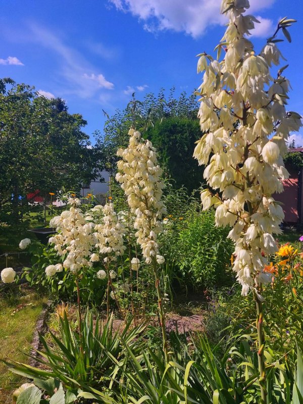 Działka ROD na Rządzu - 05