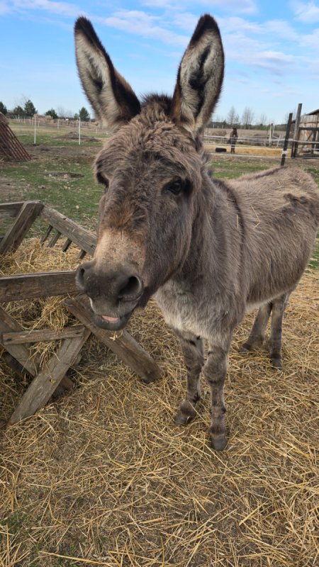 Sprzedam rodzinke osiolkow ,z2024