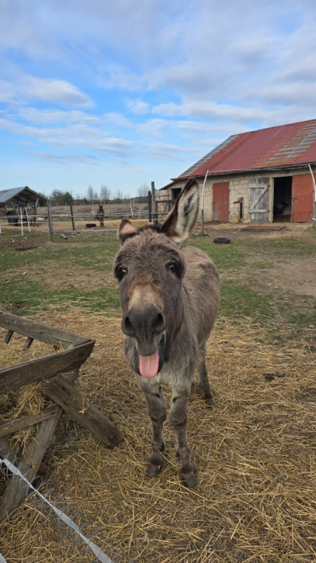 Sprzedam rodzinke osiolkow ,z2024 - 01