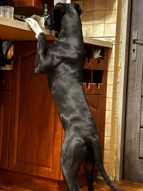 Oddam mieszanca cane corso - 03 Oddam mieszanca cane corso - 03