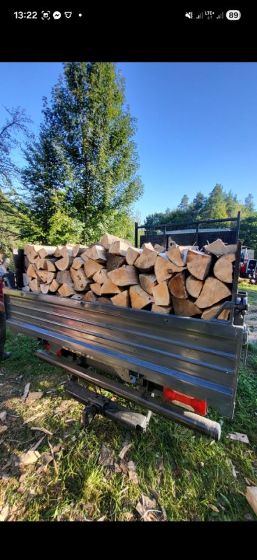 Drzewo Bukowe - 01 Drzewo Bukowe - 01