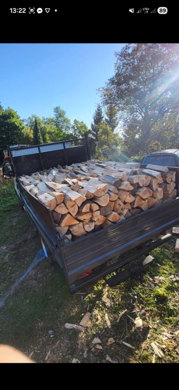 Drzewo Bukowe - 02 Drzewo Bukowe - 02