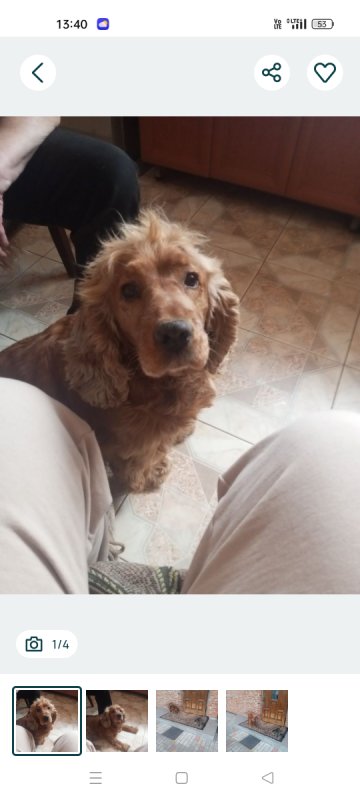 Cocker spaniel