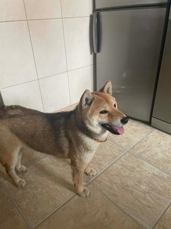 Oddam Suczkę Shibe Inu