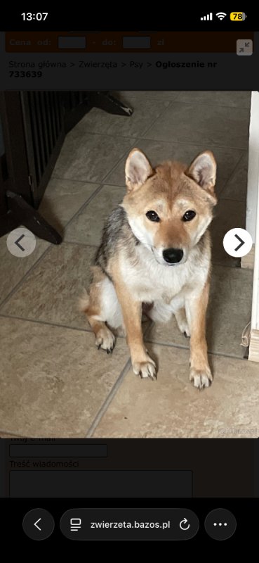 Oddam Suczkę Shibe Inu - 01 Oddam Suczkę Shibe Inu - 01