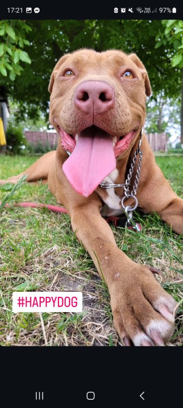 Oddam Kirę American Pitbull Terier
