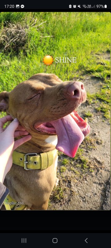 Oddam Kirę American Pitbull Terier - 02 Oddam Kirę American Pitbull Terier - 02