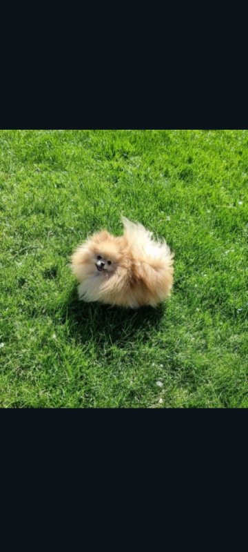 Piesek pomeranian 4 letni