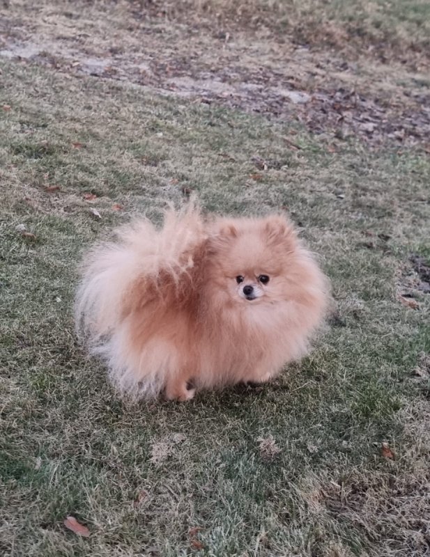 Piesek pomeranian 4 letni - 01 Piesek pomeranian 4 letni - 01