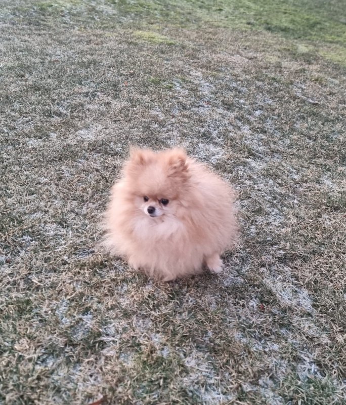 Piesek pomeranian 4 letni - 02 Piesek pomeranian 4 letni - 02