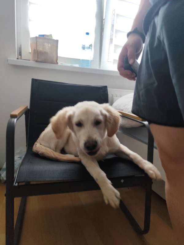 Golden Retriever - 01