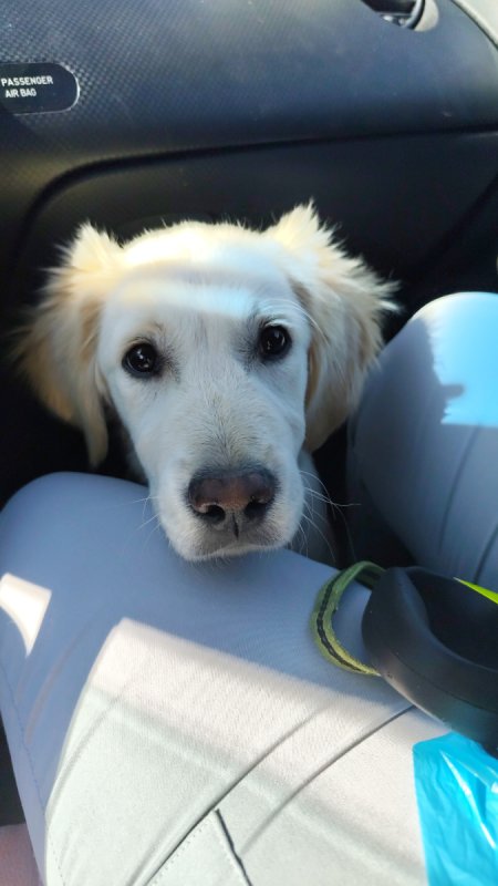 Golden Retriever - 02