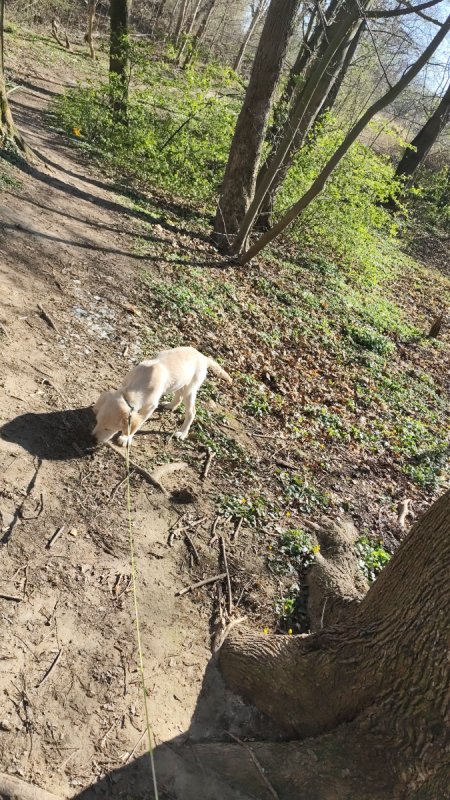 Golden Retriever - 03
