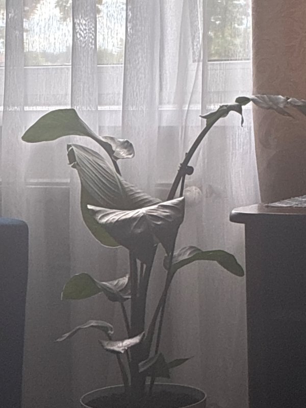 Kwiatek - 01 Kwiatek - 01