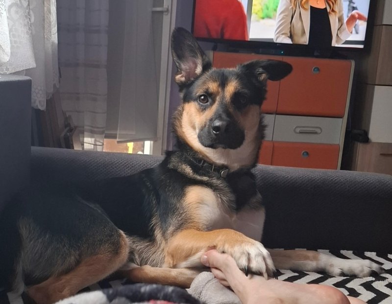 Wesoły, 2letni Diego szuka domu z podwórkiem! Dzi