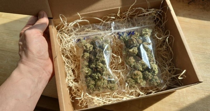 Marihuana 26 watermelon zkittlez 865